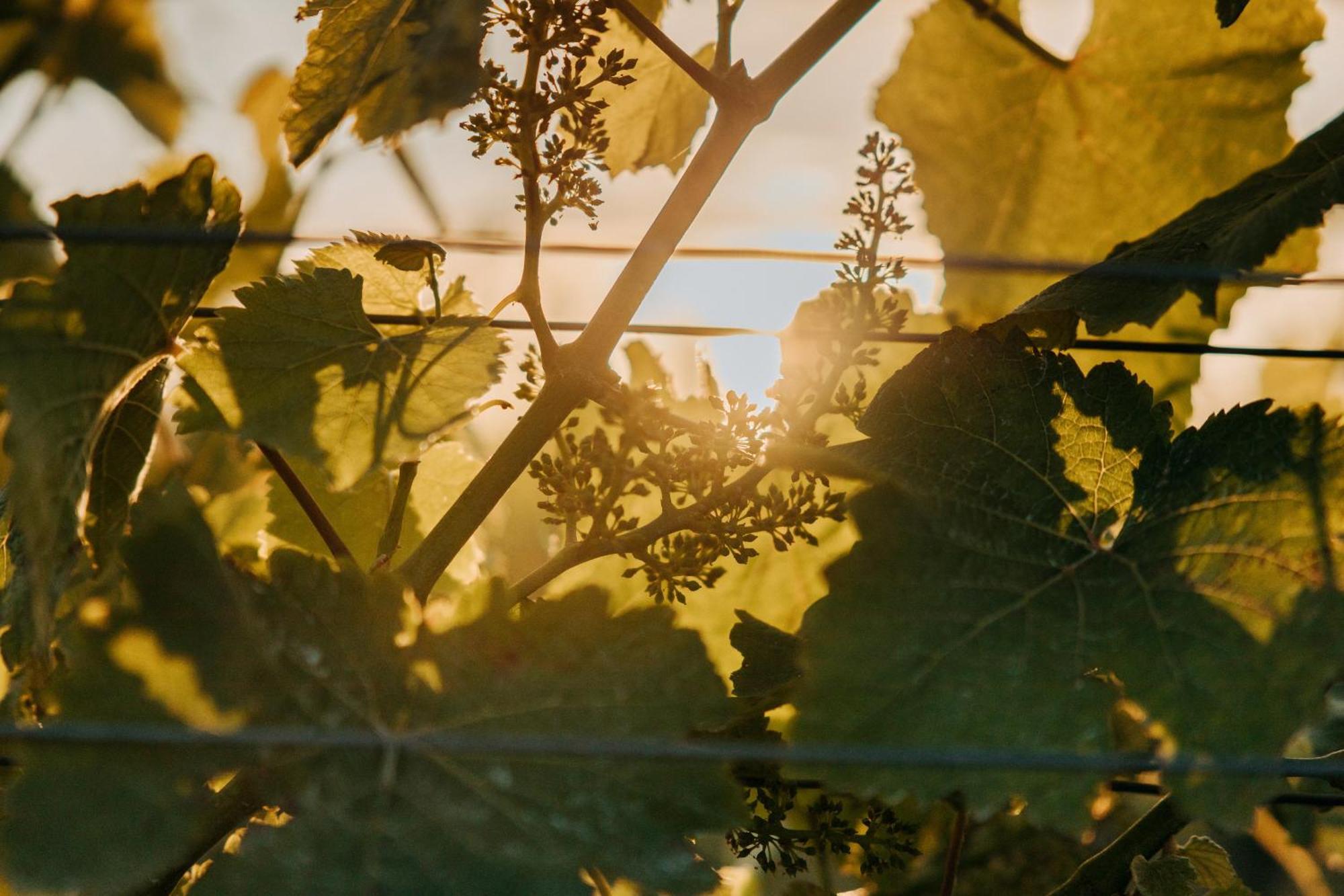 Villas & Vines Glamping Hastings Zewnętrze zdjęcie