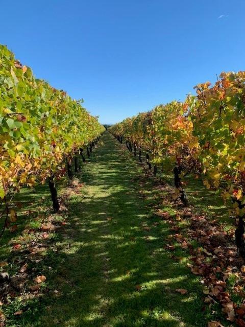 Villas & Vines Glamping Hastings Zewnętrze zdjęcie